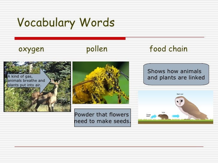 Lesson 3.3 How do plants and animals need each other?