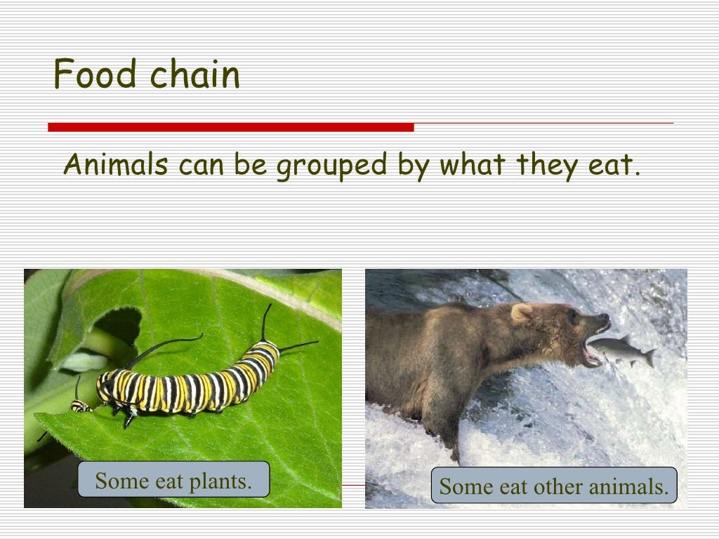 Lesson 3.3 How do plants and animals need each other?