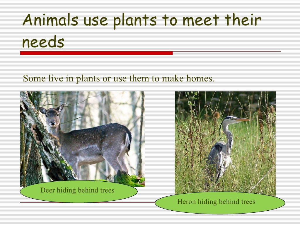 Lesson 3.3 How do plants and animals need each other?