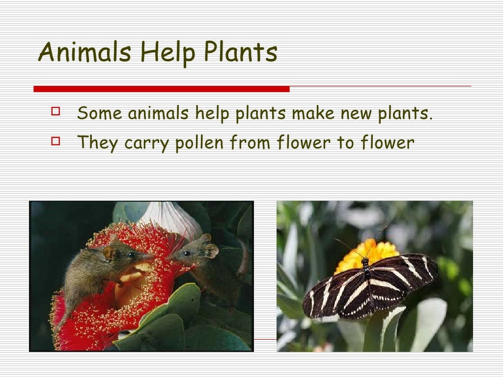 Lesson 3.3 How do plants and animals need each other?