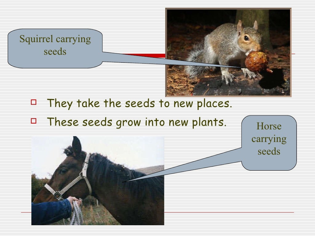 Lesson 3.3 How do plants and animals need each other?