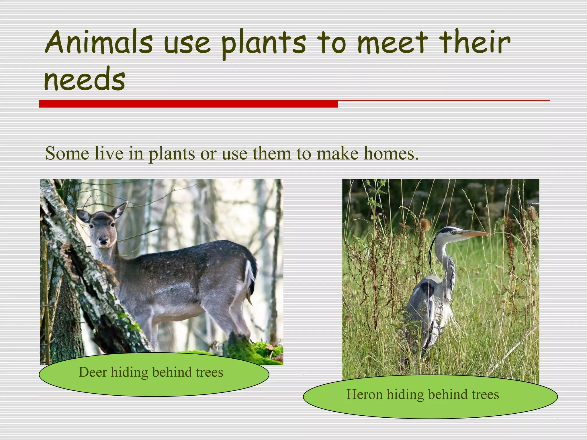 animals need plants