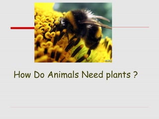 How Do Animals Need plants ?

 