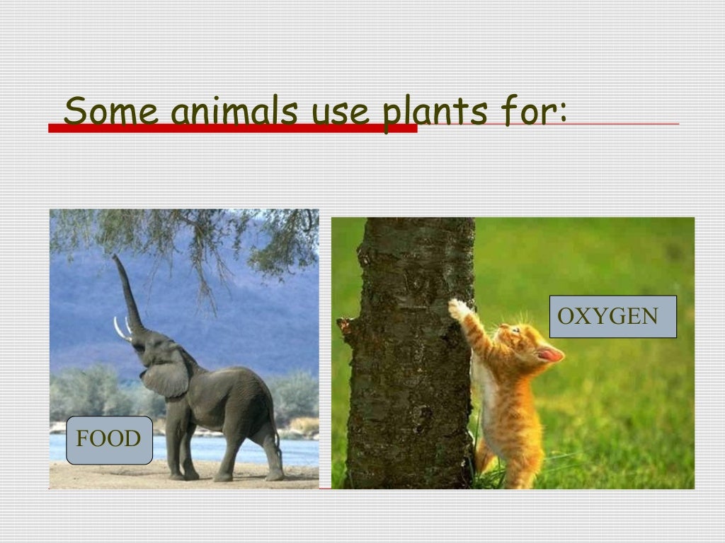 animals need plants