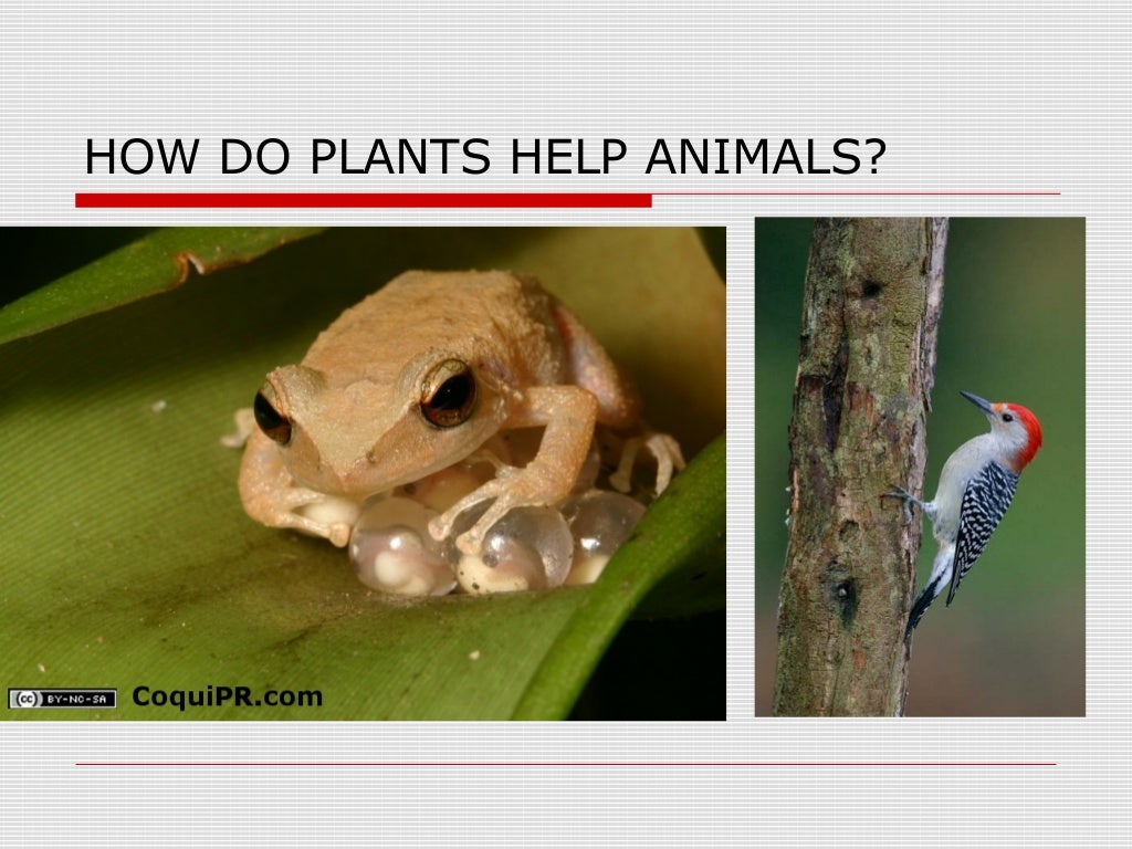 animals need plants