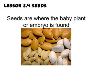 Lesson 3.4 Seeds

 Seeds are where the baby plant
      or embryo is found
 