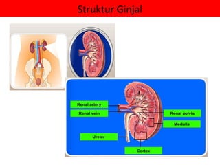 Struktur Ginjal
 