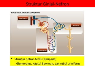 Struktur Ginjal-Nefron




 Struktur nefron terdiri daripada;
  - Glomerulus, Kapsul Bowman, dan tubul uriniferus
 