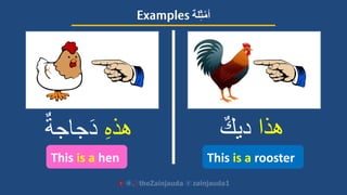 ‫هذا‬‫ديك‬ِ‫ه‬‫هذ‬‫جاجة‬َ‫د‬
This is a roosterThis is a hen
‫لة‬ِ‫ث‬ْ‫أم‬
 