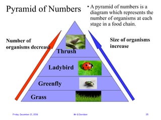 Lesson 3 ecosystems and energy flow | PDF