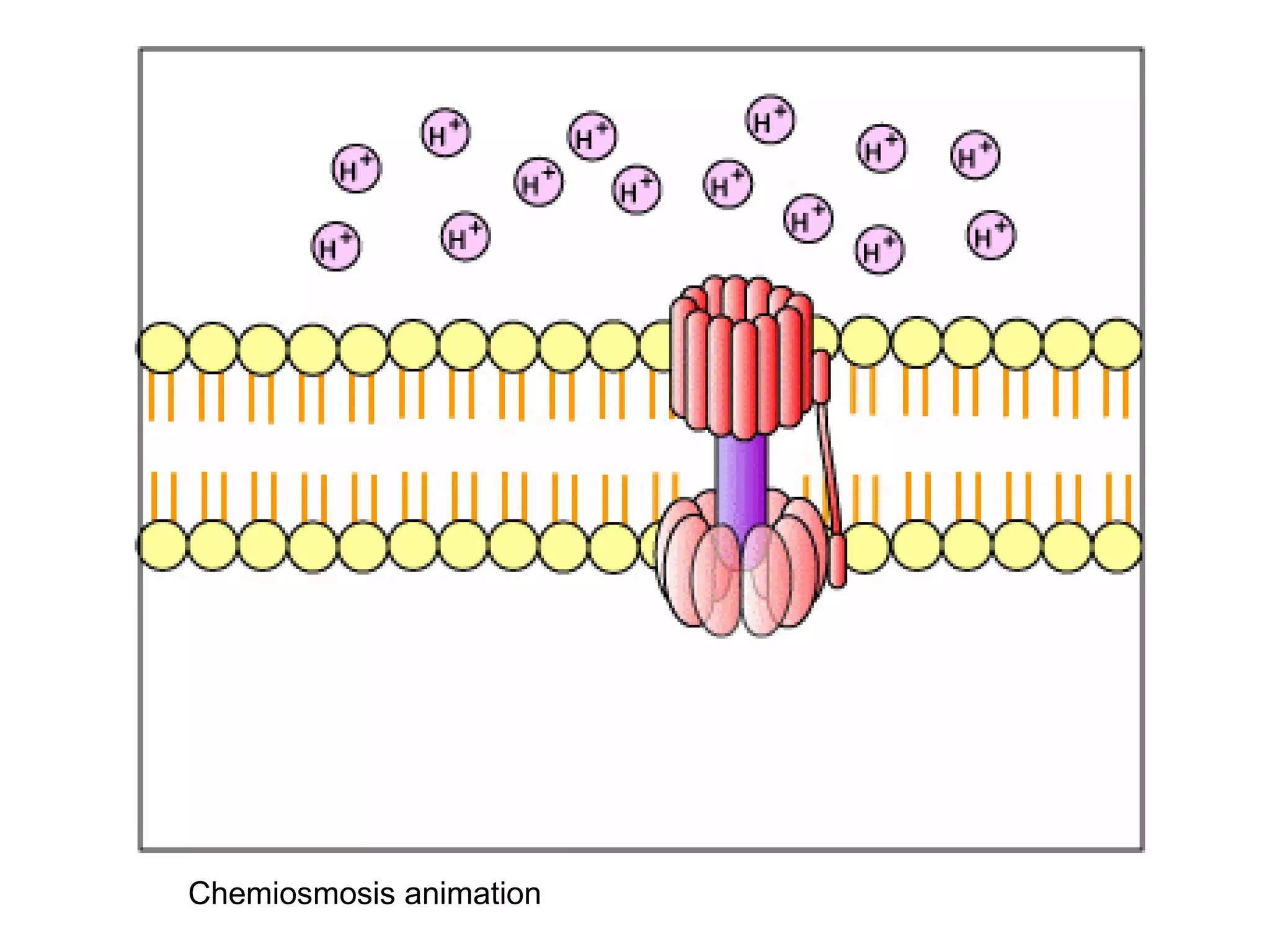 Lesson 3 glycolysis and atp synthesis | PPT