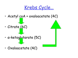 Lesson 3 glycolysis and atp synthesis | PPT