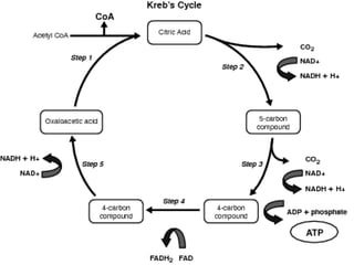 Lesson 3 glycolysis and atp synthesis | PPT