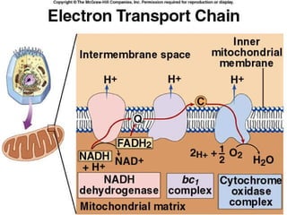 Lesson 3 glycolysis and atp synthesis | PPT