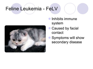 Lesson 3 - Preventive Health Programs.ppt