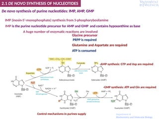 De novo synthesis of purine nucleotides: IMP, AMP, GMP
IMP (inosin-5’-monophosphate) synthesis from 5-phosphorybosilamine
IMP is the purine nucleotide precursor for AMP and GMP and contains hypoxanthine as base
A huge number of enzymatic reactions are involved
Glycine precursor
PRPP is required
Glutamine and Aspartate are required
ATP is consumed
2.1 DE NOVO SYNTHESIS OF NUCLEOTIDES
-AMP synthesis: GTP and Asp are required
Control mechanisms in purines supply Department of
Biochemistry and Molecular Biology
-GMP synthesis: ATP and Gln are required
 