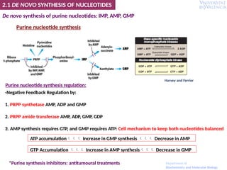 De novo synthesis of purine nucleotides: IMP, AMP, GMP
Purine nucleotide synthesis
2.1 DE NOVO SYNTHESIS OF NUCLEOTIDES
Purine nucleotide synthesis regulation:
-Negative Feedback Regulation by:
1. PRPP synthetase AMP, ADP and GMP
2. PRPP amide transferase AMP, ADP, GMP, GDP
3. AMP synthesis requires GTP, and GMP requires ATP: Cell mechanism to keep both nucleotides balanced
ATP accumulation Increase in GMP synthesis  Decrease in AMP
GTP Accumulation  Increase in AMP synthesis Decrease in GMP
Harvey and Ferrier
*Purine synthesis inhibitors: antitumoural treatments Department of
Biochemistry and Molecular Biology
 