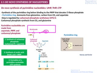 De novo synthesis of pyrimidine nucleotides: UMP, TMP, CTP
-Synthesis of the pyrimidine ring before binding to the PRPP that donates 5’ribose phosphate
- Pyrimidine ring: Ammonia from glutamine, carbon from CO2 and aspartate
-Step is regulated by carbamoyl phosphate synthetase (CPS) II:
Carbamoyl phosphate synthesis from CO2 and glutamine
Pyrimidine ring
1: Synthesis of carbamoyl
phosphate:
Carbamoyl Pi + aspartate
2: Synthesis of orotic acid:
Orotic acid + PRPP
3: Formation of a
pyrimidine nucleotide:
UTP synthesis
Pyrimidine nucleotides are
made from
aspartate, PRPP, and
carbamoyl phosphate
2.1 DE NOVO SYNTHESIS OF NUCLEOTIDES
Gln
Harvey and Ferrier
Department of
Biochemistry and Molecular Biology
 