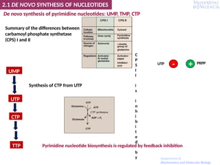 PRPP
- +
UTP
2.1 DE NOVO SYNTHESIS OF NUCLEOTIDES
UMP
UTP
CTP
TTP Pyrimidine nucleotide biosynthesis is regulated by feedback inhibition
De novo synthesis of pyrimidine nucleotides: UMP, TMP, CTP
Summary of the differences between
carbamoyl phosphate synthetase
(CPS) I and II
C
P
S
I
I
i
s
i
n
h
i
b
i
t
e
d
b
y
Synthesis of CTP from UTP
Department of
Biochemistry and Molecular Biology
 