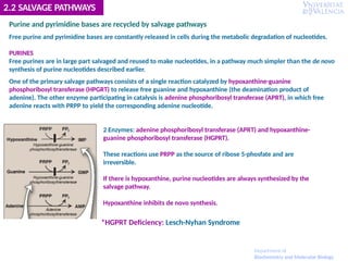 2.2 SALVAGE PATHWAYS
Purine and pyrimidine bases are recycled by salvage pathways
Free purine and pyrimidine bases are constantly released in cells during the metabolic degradation of nucleotides.
PURINES
Free purines are in large part salvaged and reused to make nucleotides, in a pathway much simpler than the de novo
synthesis of purine nucleotides described earlier.
One of the primary salvage pathways consists of a single reaction catalyzed by hypoxanthine-guanine
phosphoribosyl transferase (HPGRT) to release free guanine and hypoxanthine (the deamination product of
adenine). The other enzyme participating in catalysis is adenine phosphoribosyl transferase (APRT), in which free
adenine reacts with PRPP to yield the corresponding adenine nucleotide.
2 Enzymes: adenine phosphoribosyl transferase (APRT) and hypoxanthine-
guanine phosphoribosyl transferase (HGPRT).
These reactions use PRPP as the source of ribose 5-phosfate and are
irreversible.
If there is hypoxanthine, purine nucleotides are always synthesized by the
salvage pathway.
Hypoxanthine inhibits de novo synthesis.
*HGPRT Deficiency: Lesch-Nyhan Syndrome
Department of
Biochemistry and Molecular Biology
 
