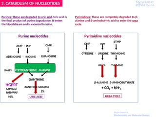 Pyrimidine nucleotides
Purine nucleotides
AMP IMP GMP
ADENOSINE  INOSINE GUANOSINE
(BASES) HYPOXANTHINE GUANINE
XANTHINE
URIC ACID
HGPRT
SALVAGE
PATHWAY
95%
dTMP
CMP UMP
CYTIDINE  URIDINE THYMIDINE
URACIL THYMINE
β-ALANINE β-AMINOBUTYRATE
+ CO2 + NH+
4
XANTHINE OXIDASE
5%
3. CATABOLISM OF NUCLEOTIDES
UREA CYCLE
Purines: These are degraded to uric acid. Uric acid is
the final product of purine degradation. It enters
the bloodstream and is excreted in urine.
Pyrimidines: These are completely degraded to β-
alanine and β-aminobutyric acid to enter the urea
cycle.
Department of
Biochemistry and Molecular Biology
 