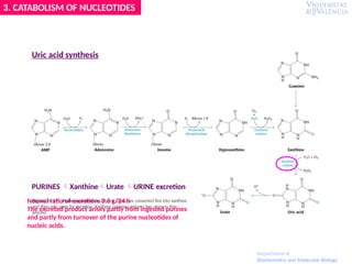 Uric acid synthesis
PURINES XanthineUrate URINE excretion
Normal ratio of excretion: 0.6 g/24 h
The excreted product arises partly from ingested purines
and partly from turnover of the purine nucleotides of
nucleic acids.
3. CATABOLISM OF NUCLEOTIDES
Department of
Biochemistry and Molecular Biology
 