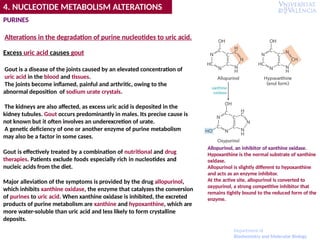 PURINES
Alterations in the degradation of purine nucleotides to uric acid.
Excess uric acid causes gout
Gout is a disease of the joints caused by an elevated concentration of
uric acid in the blood and tissues.
The joints become inflamed, painful and arthritic, owing to the
abnormal deposition of sodium urate crystals.
The kidneys are also affected, as excess uric acid is deposited in the
kidney tubules. Gout occurs predominantly in males. Its precise cause is
not known but it often involves an underexcretion of urate.
A genetic deficiency of one or another enzyme of purine metabolism
may also be a factor in some cases.
Gout is effectively treated by a combination of nutritional and drug
therapies. Patients exclude foods especially rich in nucleotides and
nucleic acids from the diet.
Major alleviation of the symptoms is provided by the drug allopurinol,
which inhibits xanthine oxidase, the enzyme that catalyzes the conversion
of purines to uric acid. When xanthine oxidase is inhibited, the excreted
products of purine metabolism are xanthine and hypoxanthine, which are
more water-soluble than uric acid and less likely to form crystalline
deposits.
Allopurinol, an inhibitor of xanthine oxidase.
Hypoxanthine is the normal substrate of xanthine
oxidase.
Allopurinol is slightly different to hypoxanthine
and acts as an enzyme inhibitor.
At the active site, allopurinol is converted to
oxypurinol, a strong competitive inhibitor that
remains tightly bound to the reduced form of the
enzyme.
4. NUCLEOTIDE METABOLISM ALTERATIONS
Department of
Biochemistry and Molecular Biology
 