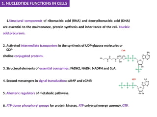1. NUCLEOTIDE FUNCTIONS IN CELLS
1.Structural components of ribonucleic acid (RNA) and deoxyribonucleic acid (DNA)
are essential to the maintenance, protein synthesis and inheritance of the cell. Nucleic
acid precursors.
2. Activated intermediate transporters in the synthesis of UDP-glucose molecules or
CDP-
choline conjugated proteins.
3. Structural elements of essential coenzymes: FADH2, NADH, NADPH and CoA.
4. Second messengers in signal transduction: cAMP and cGMP.
5. Allosteric regulators of metabolic pathways.
6. ATP donor phosphoryl groups for protein kinases. ATP universal energy currency, GTP.
 