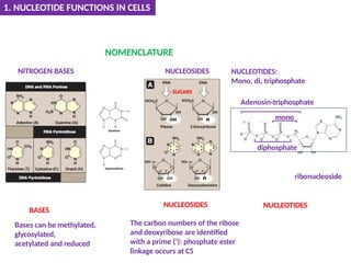 Bases can be methylated,
glycosylated,
acetylated and reduced
NITROGEN BASES NUCLEOSIDES NUCLEOTIDES:
Mono, di, triphosphate
Adenosin-triphosphate
ribonucleoside
mono
diphosphate
NUCLEOSIDES
NOMENCLATURE
1. NUCLEOTIDE FUNCTIONS IN CELLS
SUGARS
linkage occurs at C5
BASES
NUCLEOTIDES
The carbon numbers of the ribose
and deoxyribose are identified
with a prime (‘): phosphate ester
 