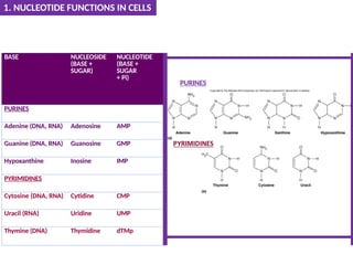 PURINES
BASE NUCLEOSIDE
(BASE +
SUGAR)
NUCLEOTIDE
(BASE +
SUGAR
+ Pi)
PURINES
Adenine (DNA, RNA) Adenosine AMP
Guanine (DNA, RNA) Guanosine GMP
Hypoxanthine Inosine IMP
PYRIMIDINES
Cytosine (DNA, RNA) Cytidine CMP
Uracil (RNA) Uridine UMP
Thymine (DNA) Thymidine dTMp
1. NUCLEOTIDE FUNCTIONS IN CELLS
 