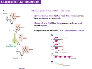 Natural polymers of nucleotides—nucleic acids.
• (a) Deoxyribonucleic acid (DNA) has 2-deoxyribose residues
and uses thymine but not uracil.
• Ribonucleic acid (RNA) has ribose residues and uses uracil
but not thymine.
• Both polymers are formed by C3 –C5
′ ′ phosphodiester bonds.
1. NUCLEOTIDE FUNCTIONS IN CELLS
Da Poian
 
