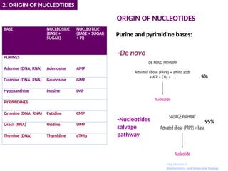 ORIGIN OF NUCLEOTIDES
Purine and pyrimidine bases:
-De novo
-Nucleotides
salvage
pathway
2. ORIGIN OF NUCLEOTIDES
BASE NUCLEOSIDE
(BASE +
SUGAR)
NUCLEOTIDE
(BASE + SUGAR
+ Pi)
PURINES
Adenine (DNA, RNA) Adenosine AMP
Guanine (DNA, RNA) Guanosine GMP
Hypoxanthine Inosine IMP
PYRIMIDINES
Cytosine (DNA, RNA) Cytidine CMP
Uracil (RNA) Uridine UMP
Thymine (DNA) Thymidine dTMp
5%
Department of
Biochemistry and Molecular Biology
95%
 