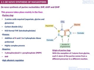 De novo synthesis of purine nucleotides: IMP, AMP and GMP
This process takes place mainly in the liver.
-Purine ring:
• 3 amino acids required (aspartate, glycine and
glutamine)
• Carbon dioxide (CO2)
• N10-formyl-THF (tetrahydropholate)
-Process:
• Addition of N and C to 5-phosphate ribose
preformed
• Highly complex process
-Requires:
• 5-phosphorybosil-1- pyrophosphate (PRPP)
• IMP
-High allosteric regulation
Origin of purine rings
With the exception of 3 atoms from glycine,
each C atom of the purine comes from a
different precursor in a different reaction.
2.1 DE NOVO SYNTHESIS OF NUCLEOTIDES
Department of
Biochemistry and Molecular Biology
 