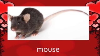 mouse 
 