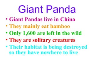 Giant Panda
• Giant Pandas live in China
• They mainly eat bamboo
• Only 1,600 are left in the wild
• They are solitary creatures
• Their habitat is being destroyed
  so they have nowhere to live
 
