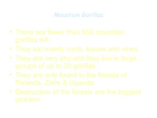 Mountain Gorillas

• There are fewer than 650 mountain
  gorillas left
• They eat mainly roots, leaves and vines
• They are very shy and they live in large
  groups of up to 20 gorillas
• They are only found in the forests of
  Rwanda, Zaire & Uganda
• Destruction of the forests are the biggest
  problem
 