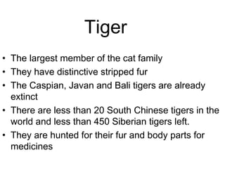 Tiger
• The largest member of the cat family
• They have distinctive stripped fur
• The Caspian, Javan and Bali tigers are already
  extinct
• There are less than 20 South Chinese tigers in the
  world and less than 450 Siberian tigers left.
• They are hunted for their fur and body parts for
  medicines
 