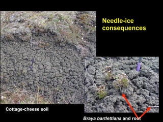 Needle-ice
                              consequences




Cottage-cheese soil

                      Braya bartlettiana and root
 