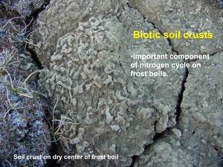Biotic soil crusts

                                         •Important component
                                         of nitrogen cycle on
                                         frost boils.




Soil crust on dry center of frost boil
 