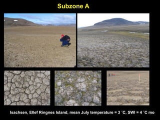 Subzone A




Isachsen, Ellef Ringnes Island, mean July temperature = 3 ˚C, SWI = 4 ˚C mo
 