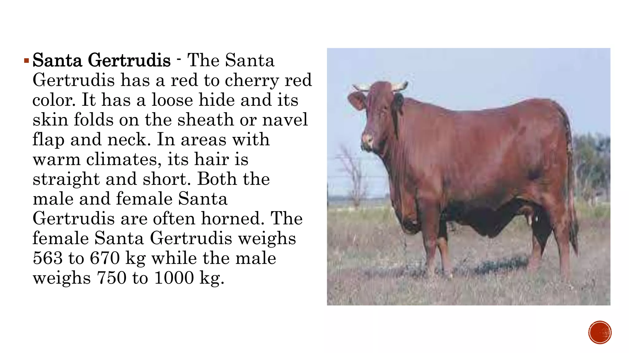 Example Of Large Ruminants Lesson 3 BREEDS AND BREEDING OF LARGE RUMINANTS.pptx