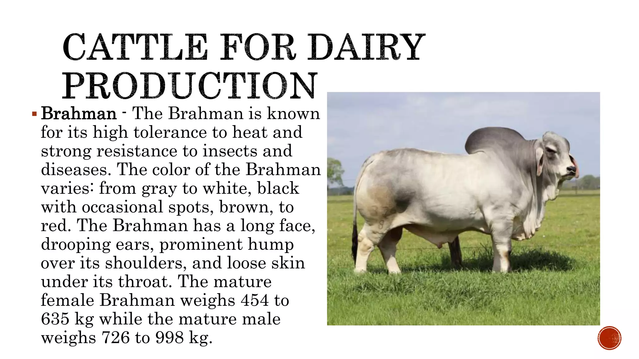 Example Of Large Ruminants Lesson 3 BREEDS AND BREEDING OF LARGE RUMINANTS.pptx