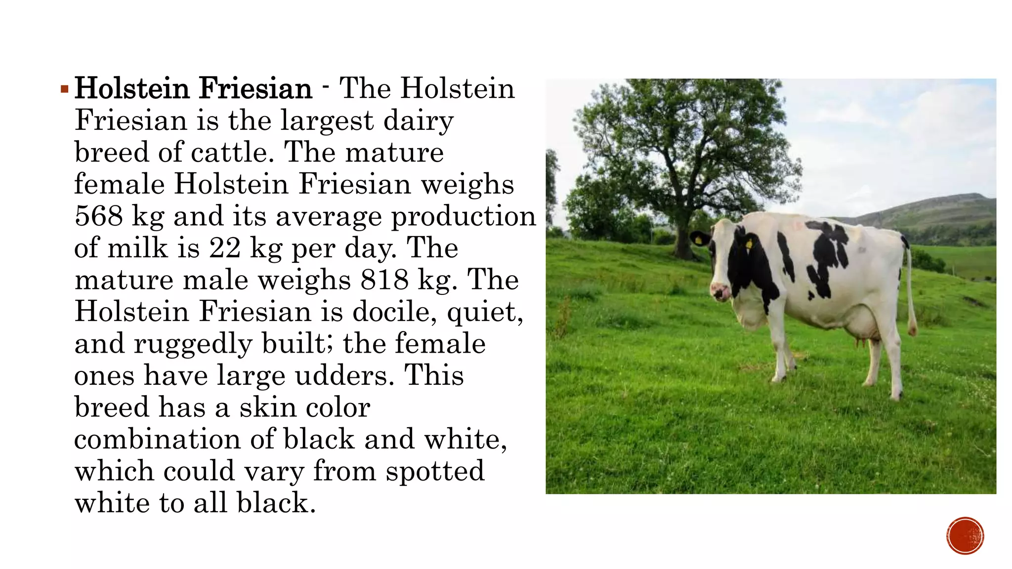 Example Of Large Ruminants Lesson 3 BREEDS AND BREEDING OF LARGE RUMINANTS.pptx