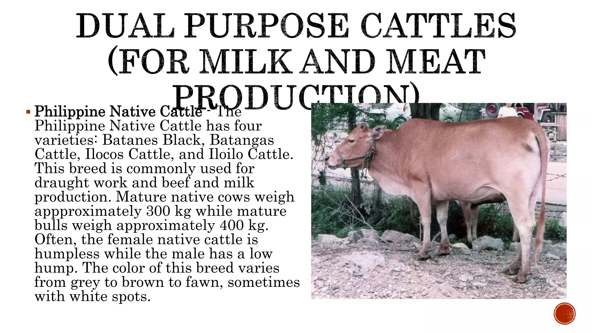 Lesson 3 BREEDS AND BREEDING OF LARGE RUMINANTS.pptx