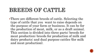 There are different breeds of cattle. Selecting the
type of cattle that you want to raise depends on
the purpose of your farm or business. It can be for
the production of meat, milk, or as a draft animal.
This section is divided into three parts: breeds for
meat production; breeds for production of milk and
dairy products; and dual purpose cattles (for milk
and meat production).
 