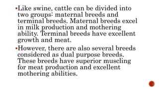 Like swine, cattle can be divided into
two groups: maternal breeds and
terminal breeds. Maternal breeds excel
in milk production and mothering
ability. Terminal breeds have excellent
growth and meat.
However, there are also several breeds
considered as dual purpose breeds.
These breeds have superior muscling
for meat production and excellent
mothering abilities.
 