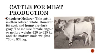 Ongole or Nellore - This cattle
is often colored white. However,
its neck and hump are dark
gray. The mature female ongole
or nellore weighs 420 to 625 kg
and the mature male weights
730 to 834 kg.
 
