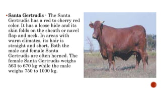 Santa Gertrudis - The Santa
Gertrudis has a red to cherry red
color. It has a loose hide and its
skin folds on the sheath or navel
flap and neck. In areas with
warm climates, its hair is
straight and short. Both the
male and female Santa
Gertrudis are often horned. The
female Santa Gertrudis weighs
563 to 670 kg while the male
weighs 750 to 1000 kg.
 