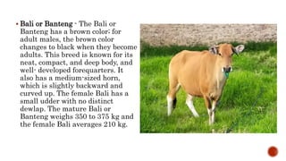  Bali or Banteng - The Bali or
Banteng has a brown color; for
adult males, the brown color
changes to black when they become
adults. This breed is known for its
neat, compact, and deep body, and
well- developed forequarters. It
also has a medium-sized horn,
which is slightly backward and
curved up. The female Bali has a
small udder with no distinct
dewlap. The mature Bali or
Banteng weighs 350 to 375 kg and
the female Bali averages 210 kg.
 