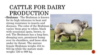  Brahman - The Brahman is known
for its high tolerance to heat and
strong resistance to insects and
diseases. The color of the Brahman
varies: from gray to white, black
with occasional spots, brown, to
red. The Brahman has a long face,
drooping ears, prominent hump
over its shoulders, and loose skin
under its throat. The mature
female Brahman weighs 454 to
635 kg while the mature male
weighs 726 to 998 kg.
 